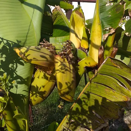 Διαμέρισμα Levak - Apt. 1